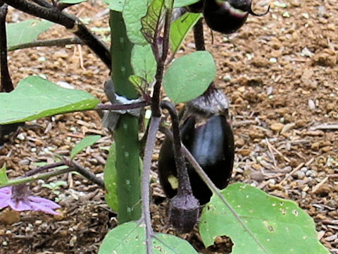 Solanum melongena cv. Kanazawa Hetamura