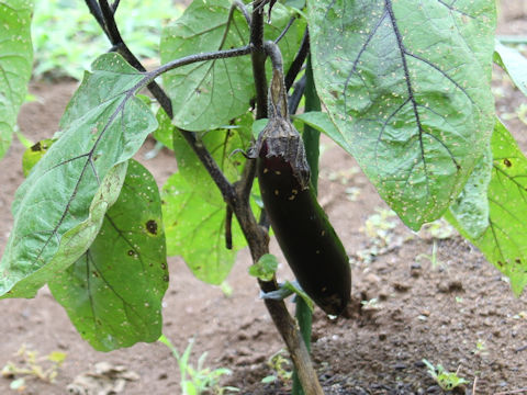 Solanum melongena cv. Aichi Hon-naga