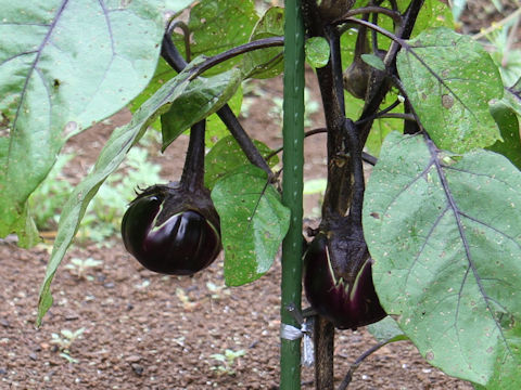 Solanum melongena cv. Kinchaku