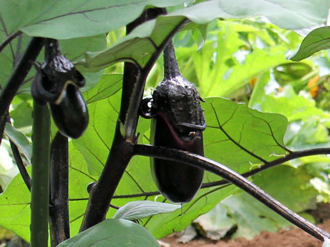 Solanum melongena cv. Kokuyu