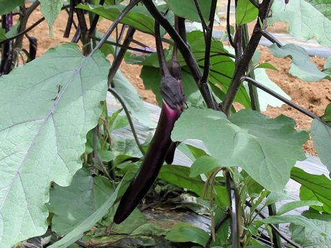 Solanum melongena cv. Aji-murasaki