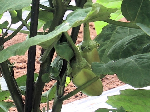 Solanum melongena cv. Masumi