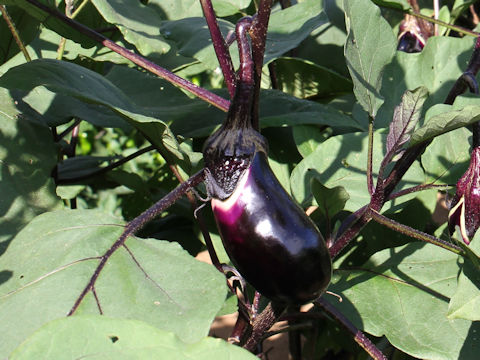 Solanum melongena cv. Mizu