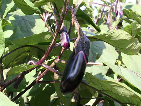 Solanum melongena cv. Kuro-masari