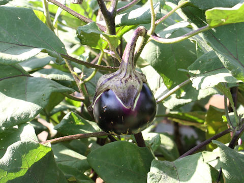 Solanum melongena cv. Usukawa-ajimaru