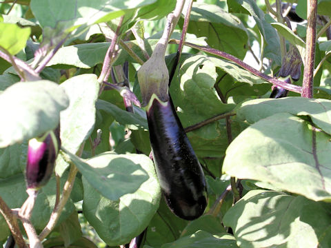 Solanum melongena cv. Hiten-naga