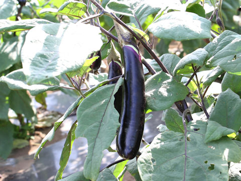 Solanum melongena cv. Aichi Hon-naga