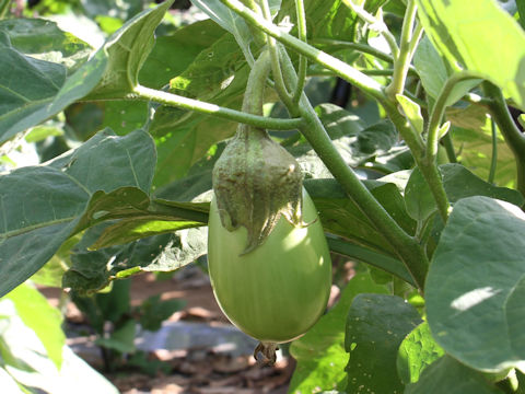 Solanum melongena cv. Shiro-maru