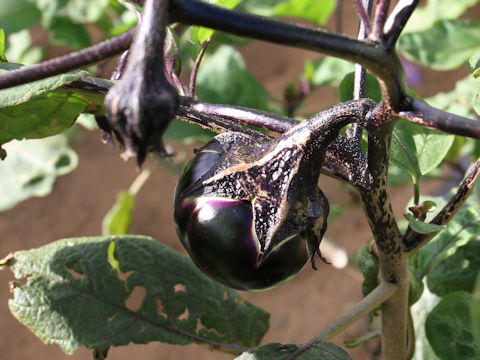 Solanum melongena cv. Kyo-manju