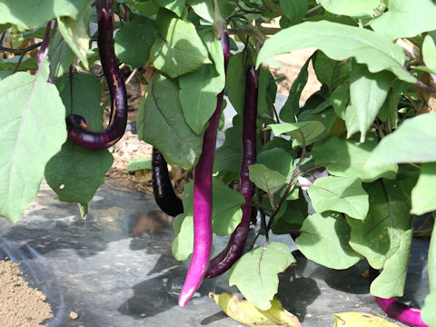 Solanum melongena cv. Ma-bou