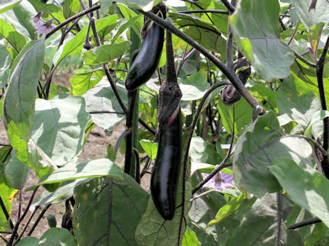 Solanum melongena cv. Kuro-taki