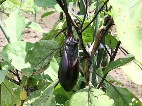 Solanum melongena cv. Senryo-2gou