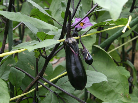 Solanum melongena cv. Binan