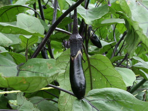 Solanum melongena cv. Hiten-naga