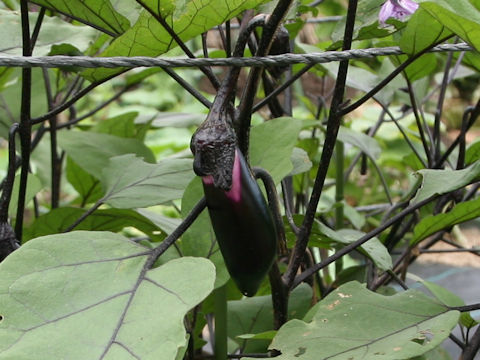 Solanum melongena cv. Kurobee