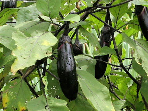 Solanum melongena cv. Daikokuden