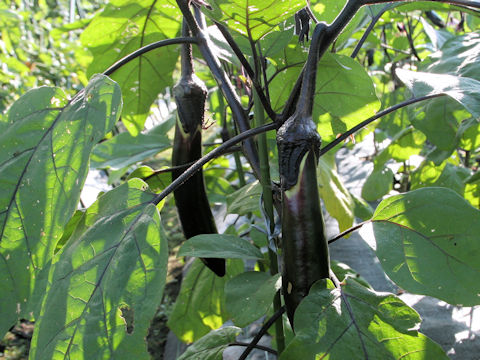 Solanum melongena cv. Fuwatoro-naga