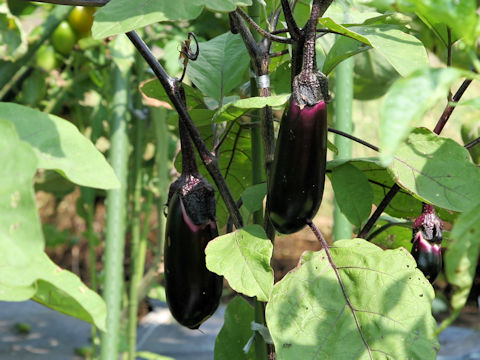 Solanum melongena cv. Kurobee