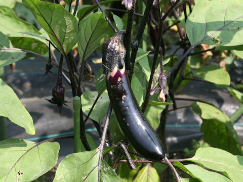 Solanum melongena cv. Kuro-taki