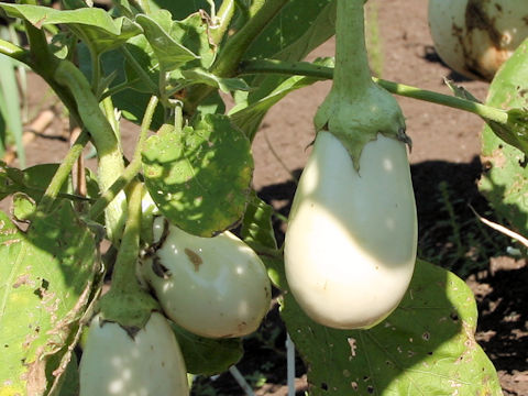 Solanum melongena