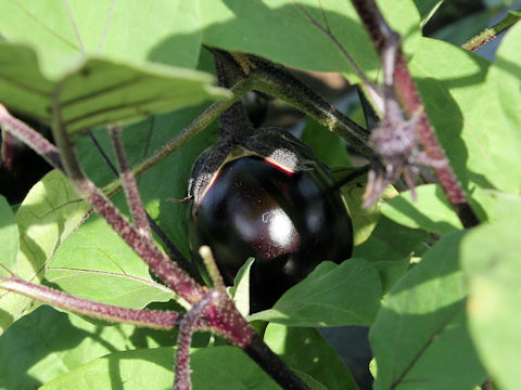 Solanum melongena