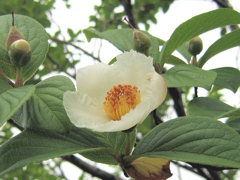 Stewartia pseudo-camellia