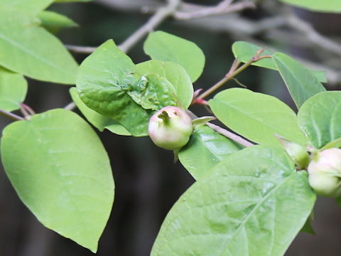 Stewartia pseudo-camellia