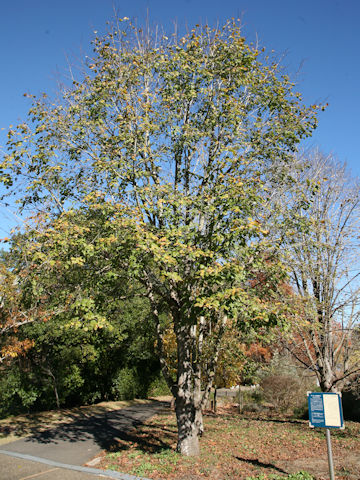 Tilia platyphyllos