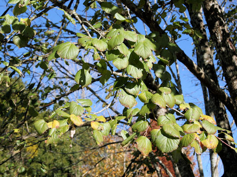 Tilia platyphyllos