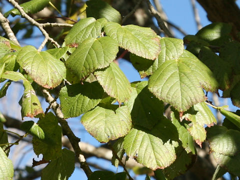 Tilia platyphyllos