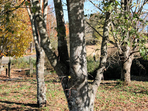 Tilia platyphyllos