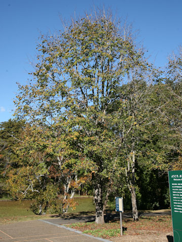 Tilia platyphyllos