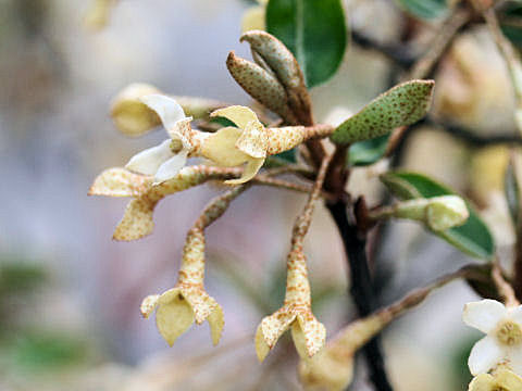Elaeagnus multiflora