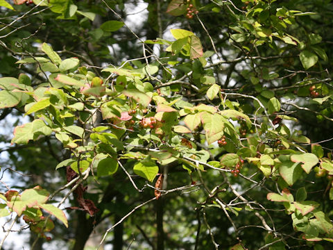 Vaccinium oldhamii