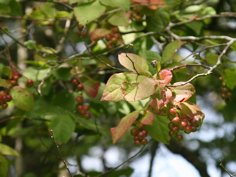 Vaccinium oldhamii