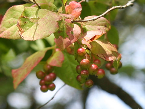 Vaccinium oldhamii