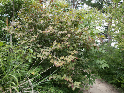 Vaccinium oldhamii