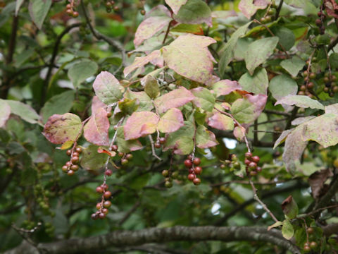 Vaccinium oldhamii