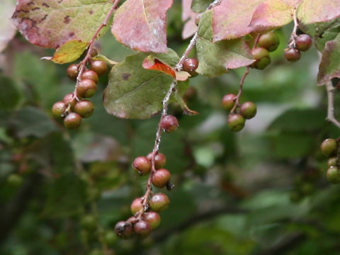 Vaccinium oldhamii