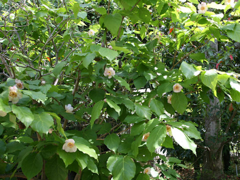 Sinocalycanthus chinensis