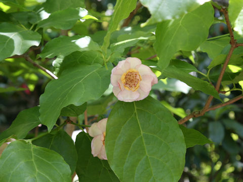 Sinocalycanthus chinensis