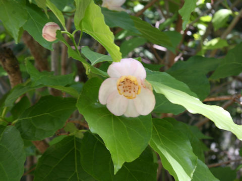 Sinocalycanthus chinensis