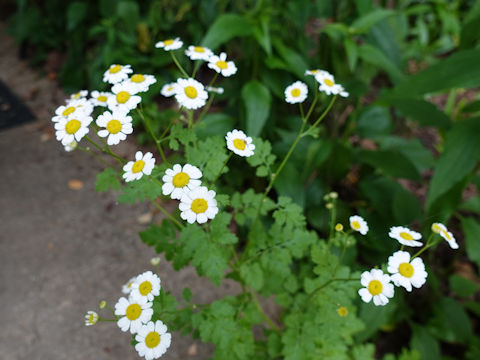 Tanacetum parthenium