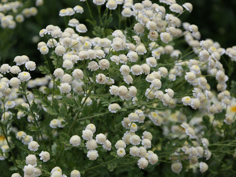 Tanacetum parthenium