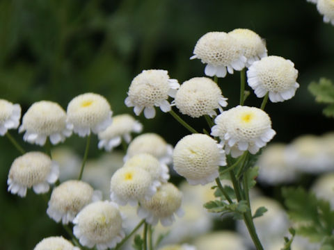 Tanacetum parthenium