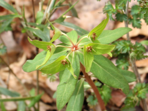 Euphorbia sieboldiana