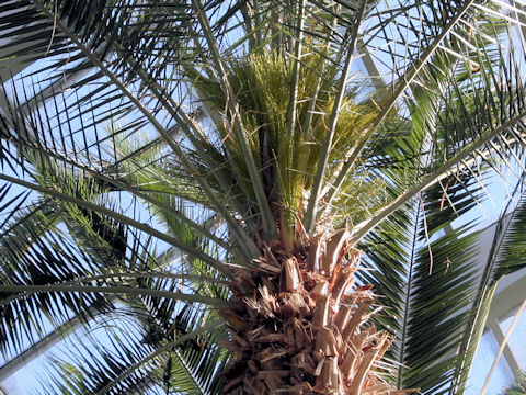 Phoenix dactylifera