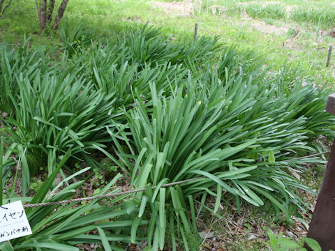 Lycoris squamigera