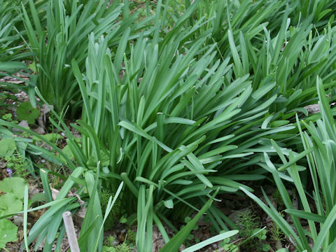 Lycoris squamigera