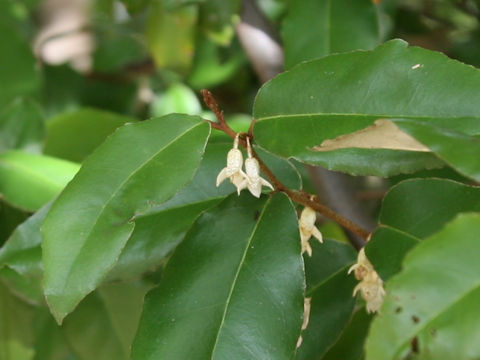 Elaeagnus pungens